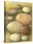 Bird Egg Collection IV-Vision Studio-Stretched Canvas