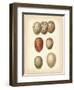 Bird Egg Study I-Vision Studio-Framed Art Print