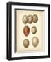 Bird Egg Study I-Vision Studio-Framed Art Print