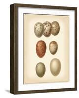 Bird Egg Study I-Vision Studio-Framed Art Print