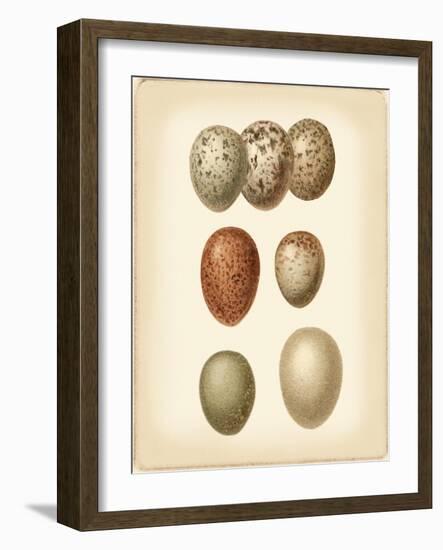 Bird Egg Study I-Vision Studio-Framed Art Print