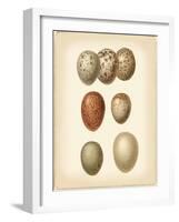 Bird Egg Study I-Vision Studio-Framed Art Print