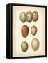 Bird Egg Study I-Vision Studio-Framed Stretched Canvas