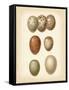 Bird Egg Study I-Vision Studio-Framed Stretched Canvas