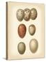 Bird Egg Study I-Vision Studio-Stretched Canvas