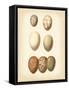 Bird Egg Study II-Vision Studio-Framed Stretched Canvas