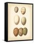 Bird Egg Study II-Vision Studio-Framed Stretched Canvas