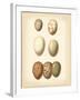 Bird Egg Study II-Vision Studio-Framed Art Print