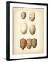 Bird Egg Study II-Vision Studio-Framed Art Print