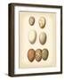 Bird Egg Study II-Vision Studio-Framed Art Print