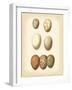 Bird Egg Study II-Vision Studio-Framed Art Print