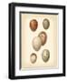 Bird Egg Study III-Vision Studio-Framed Art Print