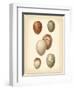 Bird Egg Study III-Vision Studio-Framed Art Print