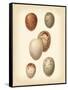 Bird Egg Study III-Vision Studio-Framed Stretched Canvas