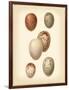 Bird Egg Study III-Vision Studio-Framed Art Print