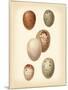 Bird Egg Study III-Vision Studio-Mounted Art Print