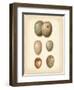 Bird Egg Study IV-Vision Studio-Framed Art Print