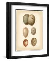 Bird Egg Study IV-Vision Studio-Framed Art Print