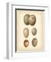 Bird Egg Study IV-Vision Studio-Framed Art Print