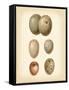 Bird Egg Study IV-Vision Studio-Framed Stretched Canvas