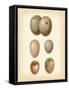 Bird Egg Study IV-Vision Studio-Framed Stretched Canvas