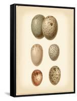 Bird Egg Study IV-Vision Studio-Framed Stretched Canvas