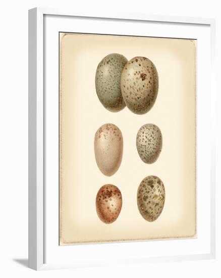 Bird Egg Study IV-Vision Studio-Framed Art Print