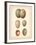 Bird Egg Study IV-Vision Studio-Framed Art Print