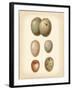 Bird Egg Study IV-Vision Studio-Framed Art Print