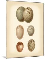 Bird Egg Study IV-Vision Studio-Mounted Art Print