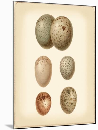 Bird Egg Study IV-Vision Studio-Mounted Art Print