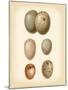 Bird Egg Study IV-Vision Studio-Mounted Art Print