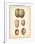 Bird Egg Study IV-Vision Studio-Framed Art Print