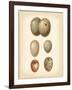 Bird Egg Study IV-Vision Studio-Framed Art Print