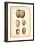 Bird Egg Study IV-Vision Studio-Framed Art Print