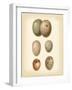 Bird Egg Study IV-Vision Studio-Framed Art Print