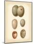 Bird Egg Study IV-Vision Studio-Mounted Art Print