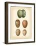 Bird Egg Study V-Vision Studio-Framed Art Print