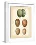 Bird Egg Study V-Vision Studio-Framed Art Print