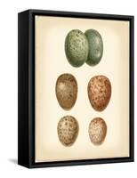 Bird Egg Study V-Vision Studio-Framed Stretched Canvas