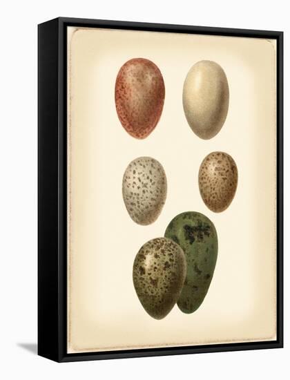 Bird Egg Study VI-Vision Studio-Framed Stretched Canvas