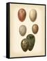 Bird Egg Study VI-Vision Studio-Framed Stretched Canvas
