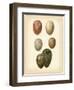 Bird Egg Study VI-Vision Studio-Framed Art Print