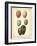 Bird Egg Study VI-Vision Studio-Framed Art Print