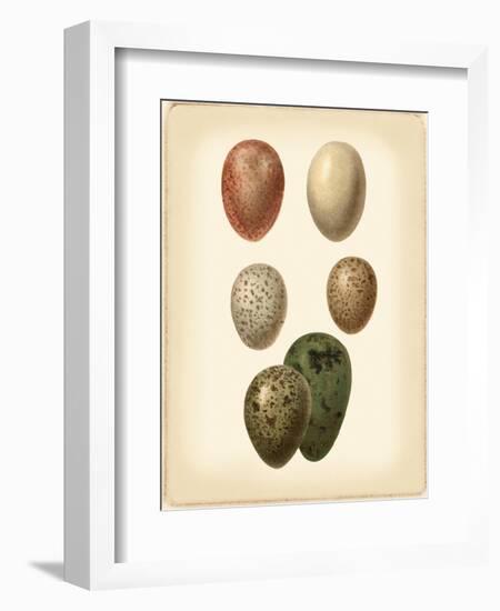 Bird Egg Study VI-Vision Studio-Framed Art Print