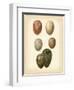 Bird Egg Study VI-Vision Studio-Framed Art Print