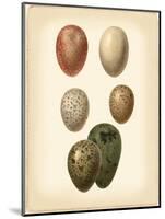 Bird Egg Study VI-Vision Studio-Mounted Art Print