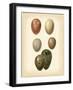 Bird Egg Study VI-Vision Studio-Framed Art Print