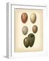 Bird Egg Study VI-Vision Studio-Framed Art Print