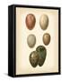 Bird Egg Study VI-Vision Studio-Framed Stretched Canvas